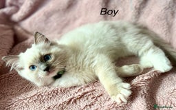 Ragdoll cats for sale: Beautiful Ragdoll cats  - Image 5