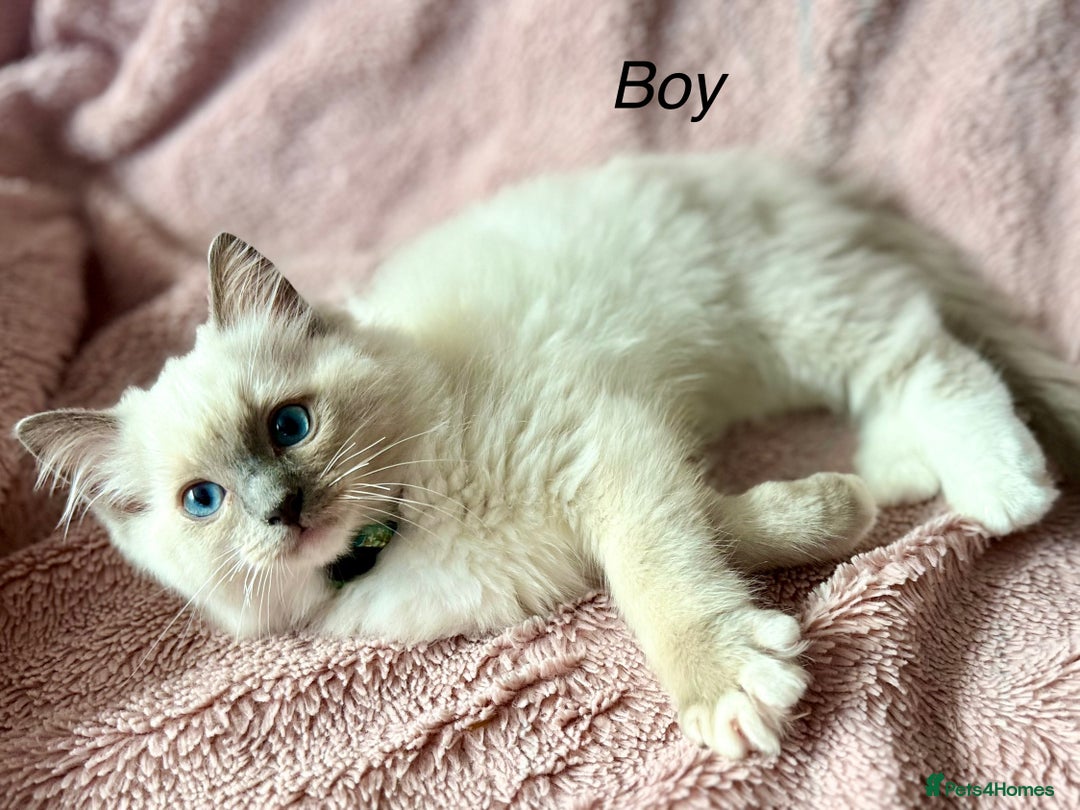 Ragdoll cats for sale: Beautiful Ragdoll cats  - Image 5