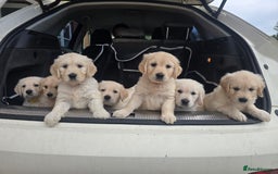 Goldendoodle dogs for sale: Goldendoodle retriever  - Image 1