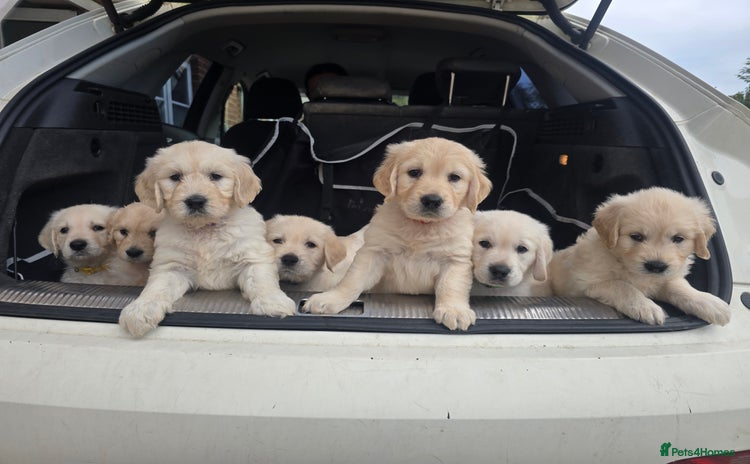 Goldendoodle dogs - Advert 1