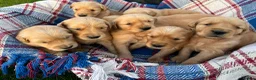 Golden Retriever dogs for sale: Beautiful KC Golden Retriever Puppies - Advert 2