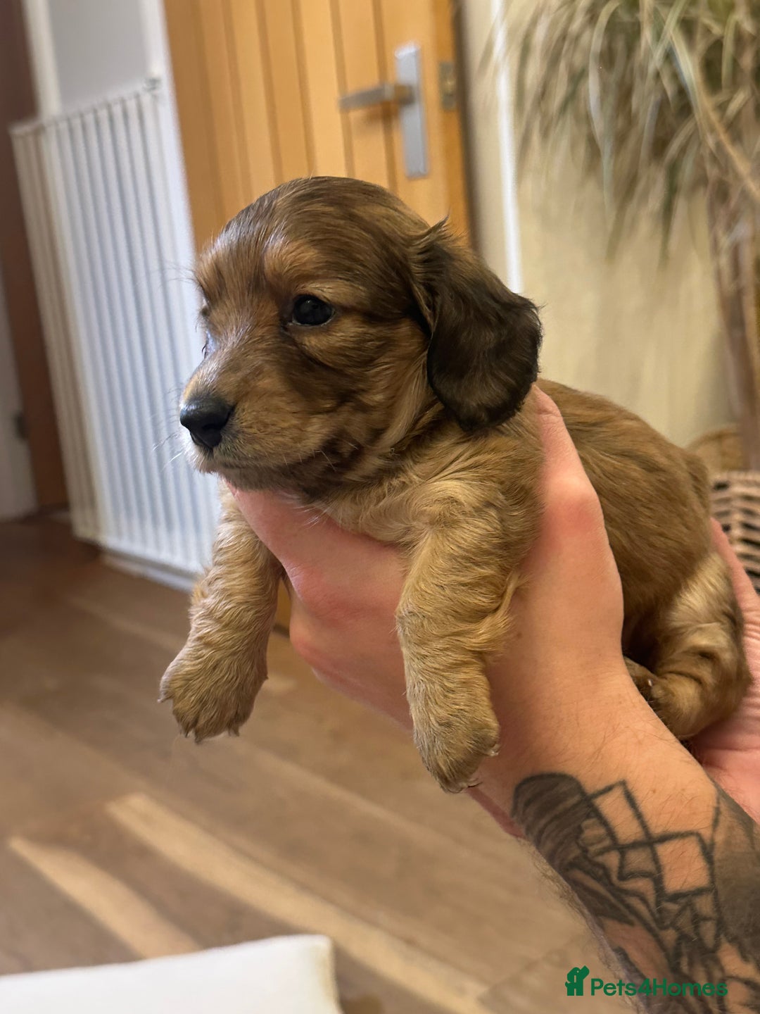 Miniature Dachshund dogs for sale: Long haired miniature shaded cream dachshund  - Advert 3