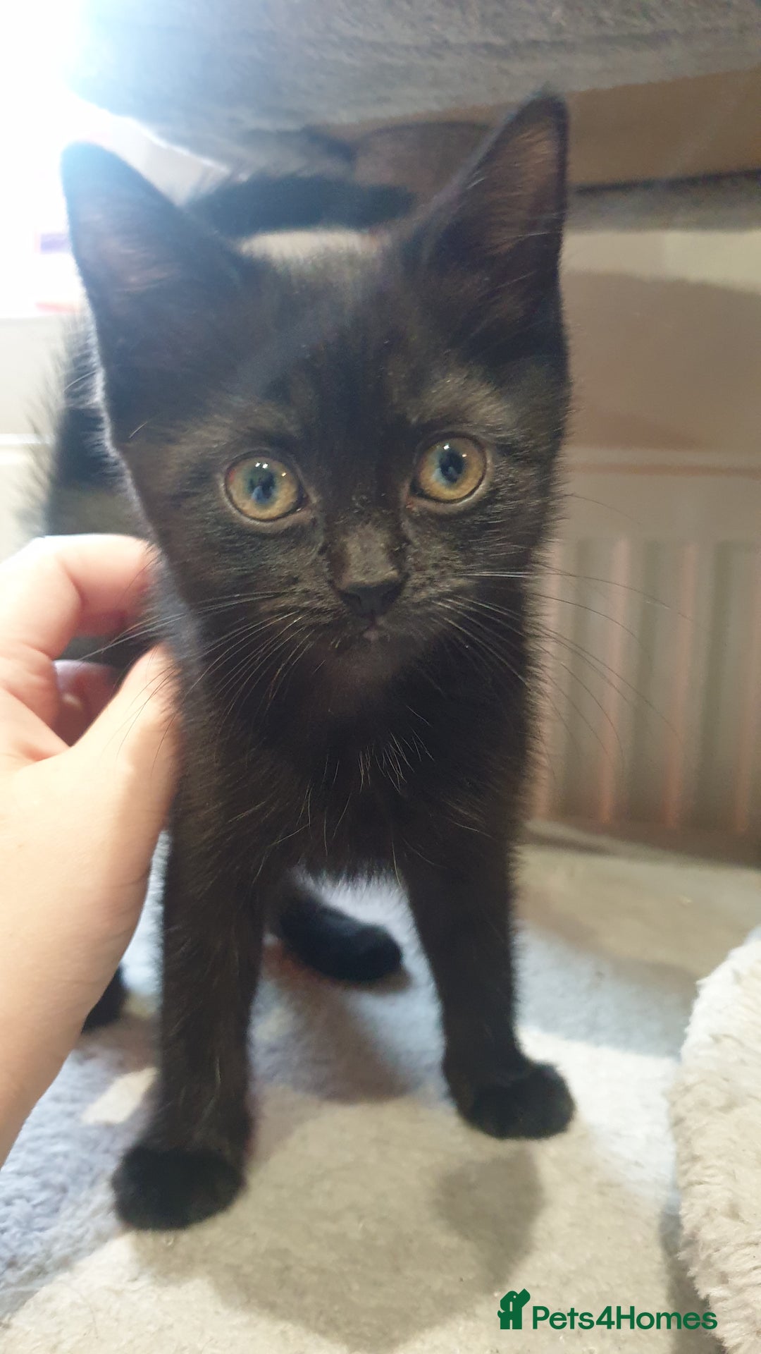Mixed Breed cats for sale: 2 female kittens to go together - Image 6
