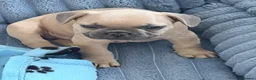 French Bulldog dogs for sale: 🐾 French Bulldog Puppies – ready for new homes 🐾 in Crawley - Advert 5