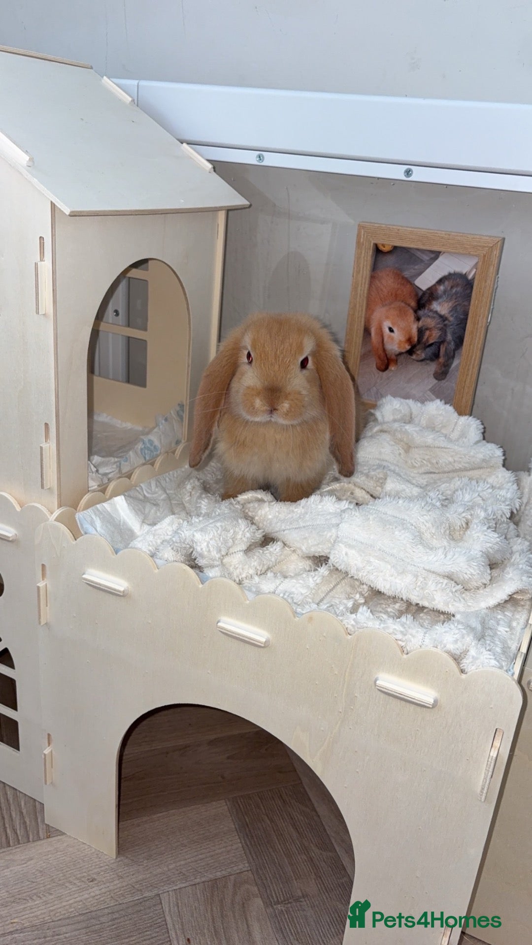 Mini Lop rabbits Ginger/cream mini lop - Advert 2