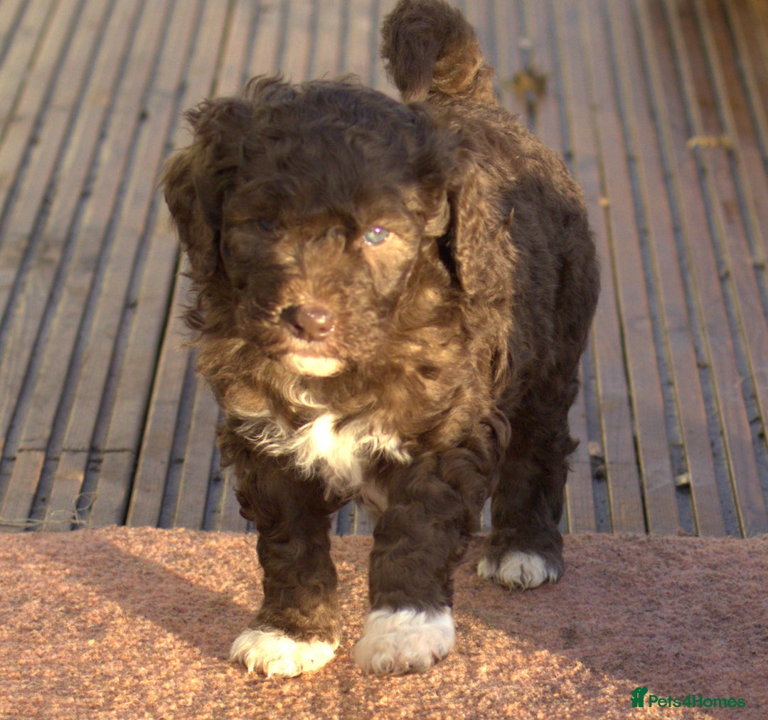 Labradoodle dogs for sale: 🐾🌈 Bred for Potential, Raised for Resilience🐾🌈 - Advert 16