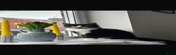 Turkish Angora cats for sale: Turkish angora kitten  in Sheffield - Advert 1
