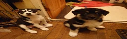 Mixed Breed dogs for sale: Siberian Husky x (Alaskan Malamute x English Bull) - Advert 15