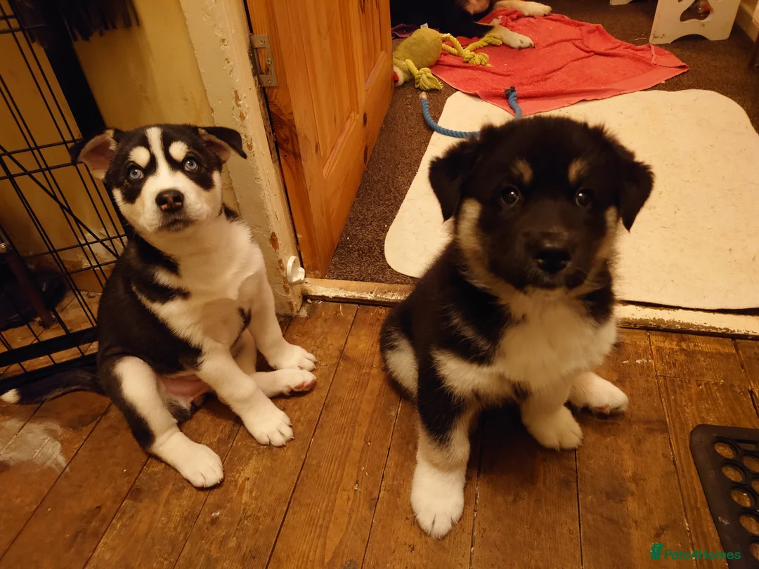Mixed Breed dogs for sale: Siberian Husky x (Alaskan Malamute x English Bull) - Advert 15