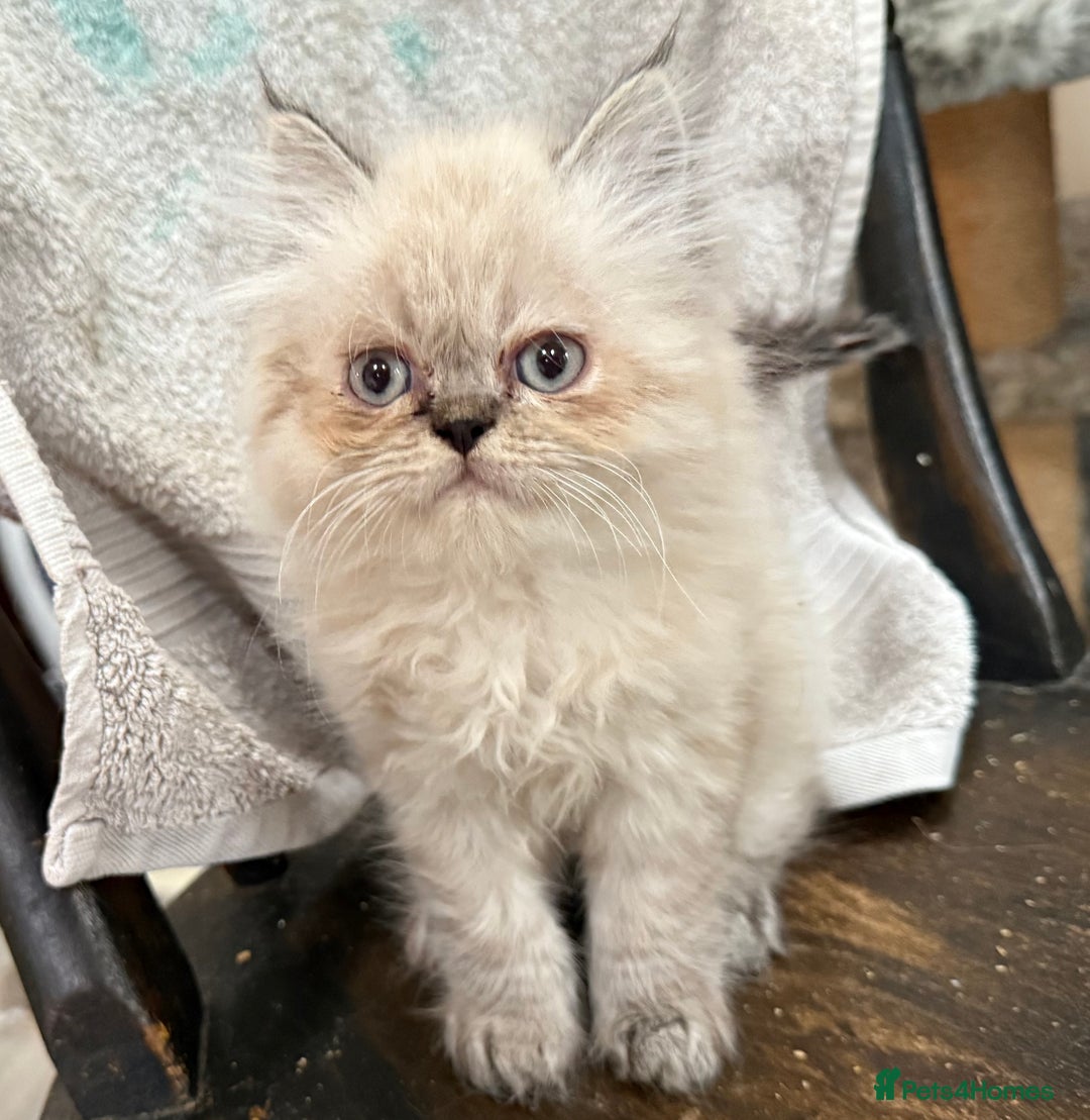 Persian cats for sale: Persian Colorpoint Seal Tabby Point kittens - Image 3