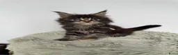 Maine Coon cats for sale: Superb quality Maine coon girls  - Advert 20