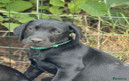 Labrador Retriever dogs for sale: 🐾Ready Now🐾Black Male FTCH Pedigree Forward Pups - Image 20