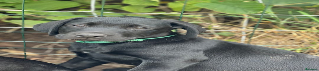 Labrador Retriever Puppy 10