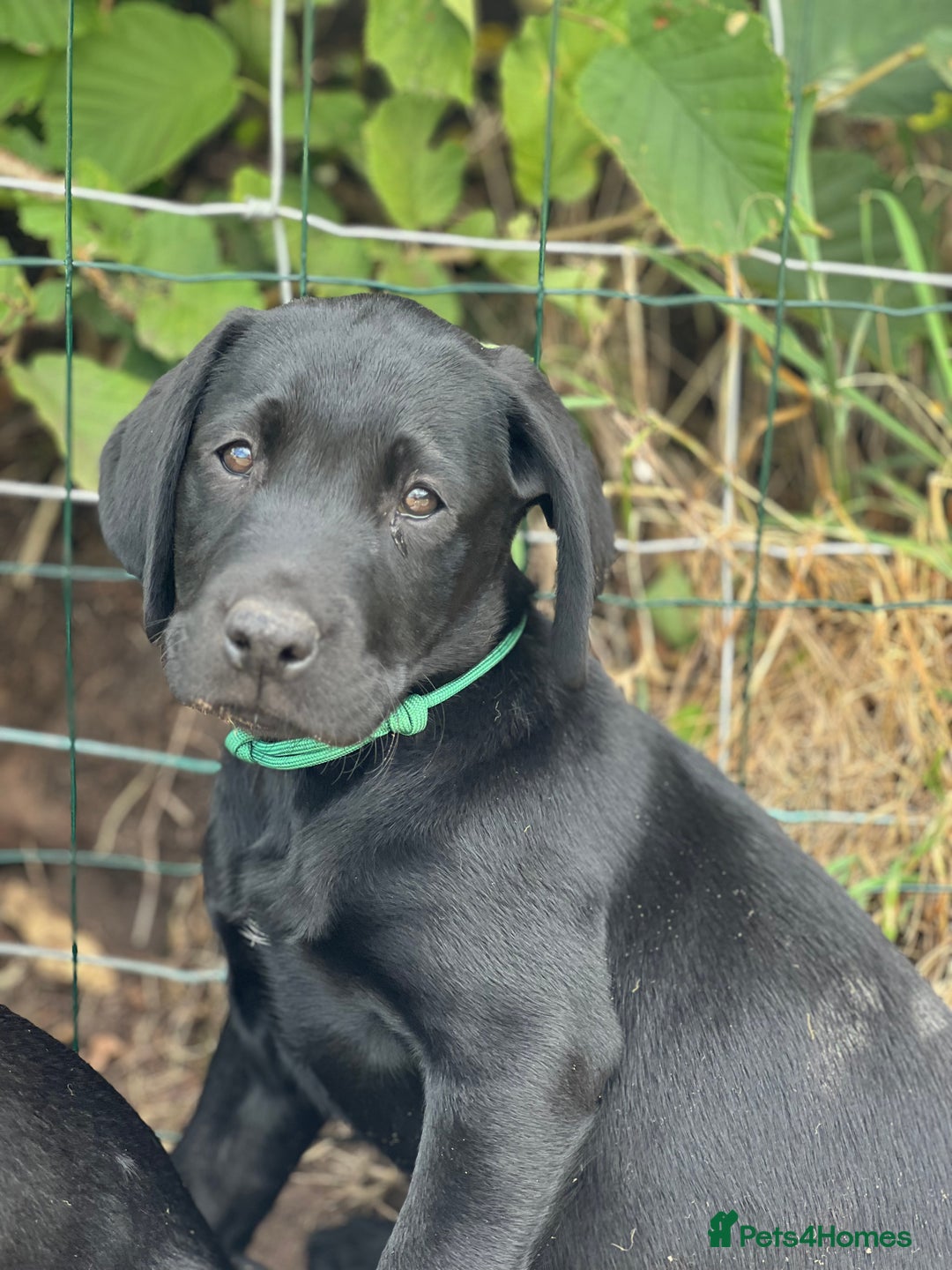 Labrador Retriever dogs for sale: 🐾Ready Now🐾Black Male FTCH Pedigree Forward Pups - Image 20