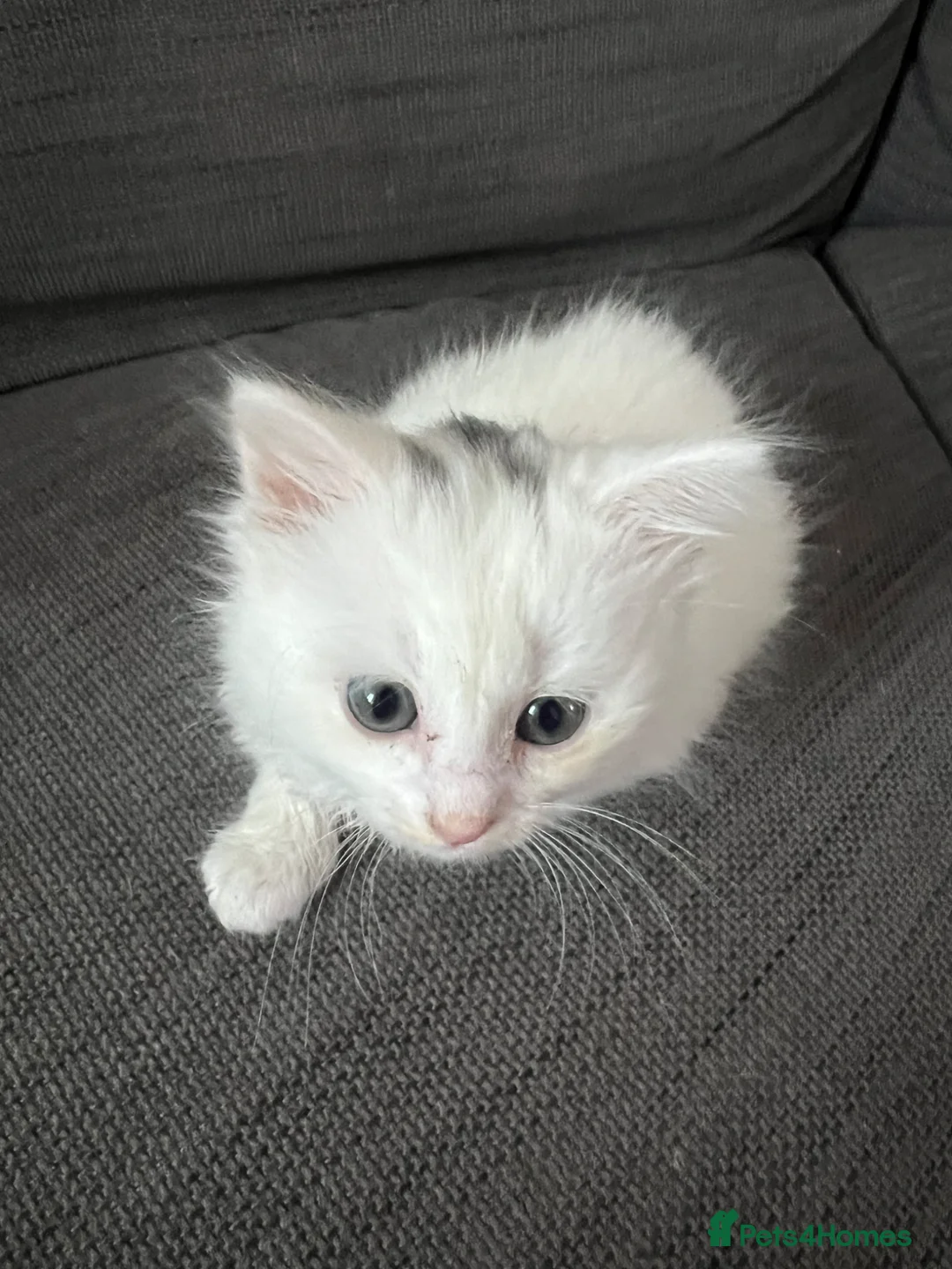 Turkish Angora cats for sale: 3 Gorgeous Turkish Angora Kittens for sale! in Cheltenham - Advert 13