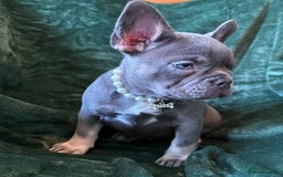 French Bulldog dogs for sale: Fluffy French bull dogs  - Image 15