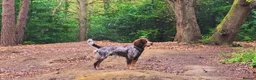 Cocker Spaniel dogs for stud: FOR STUD  - Advert 7