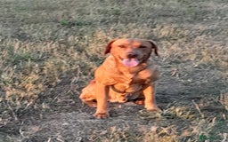 Labrador Retriever dogs for sale: Labrador puppies  - Image 7