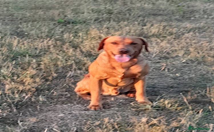 Labrador Retriever dogs - Advert 2