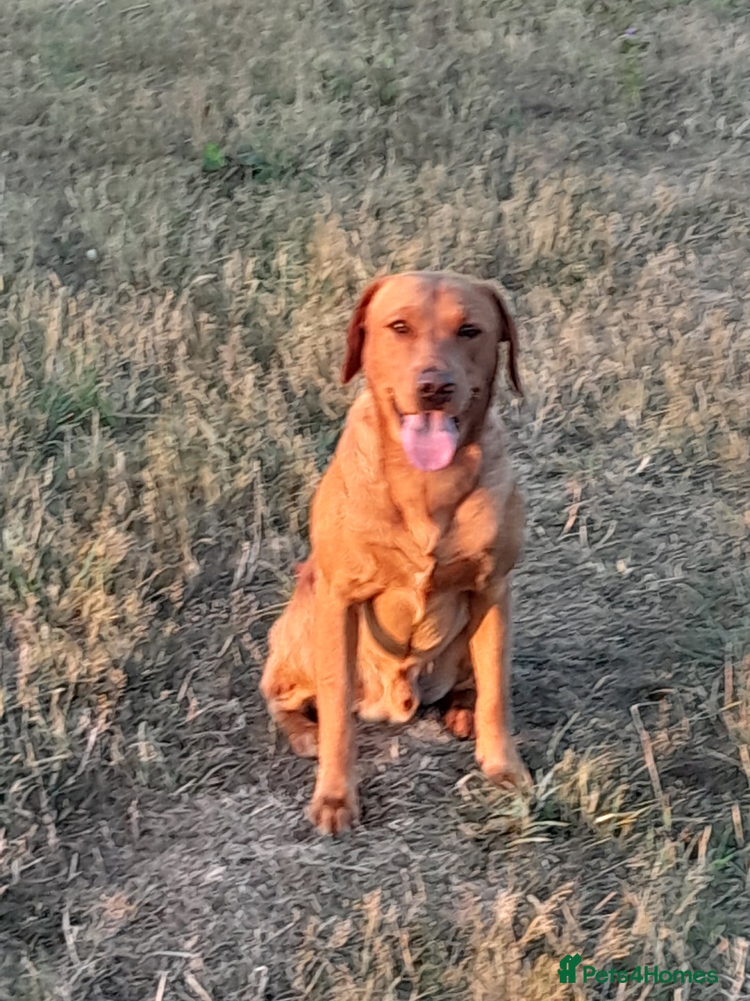 Labrador Retriever dogs for sale: Labrador puppies  - Image 7