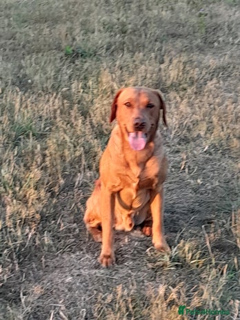 Labrador Retriever dogs - Advert 2