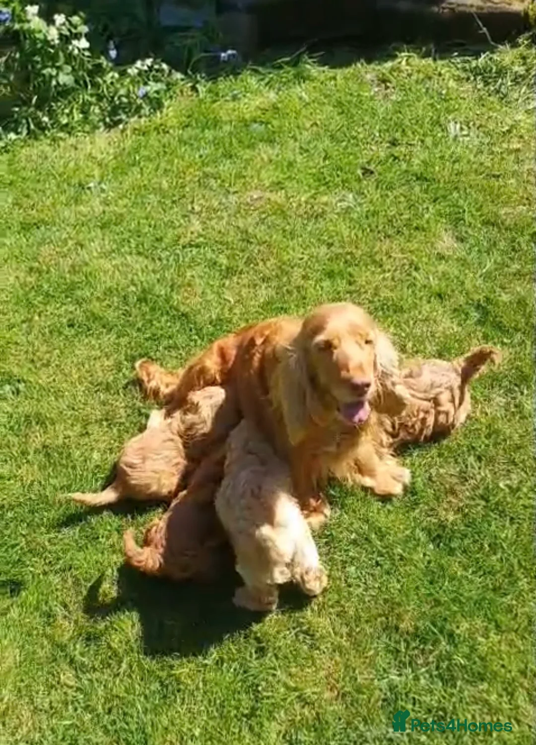 Cockapoo dogs for sale: Health tested beautiful cockapoos ready now  in Chester - Advert 36