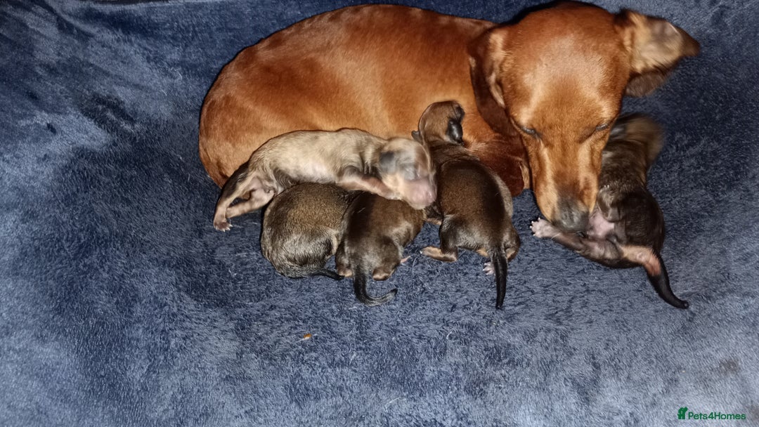 Miniature Dachshund dogs for sale: READY NOW 1 FEMALE MINIATURE dachshund  - Image 11