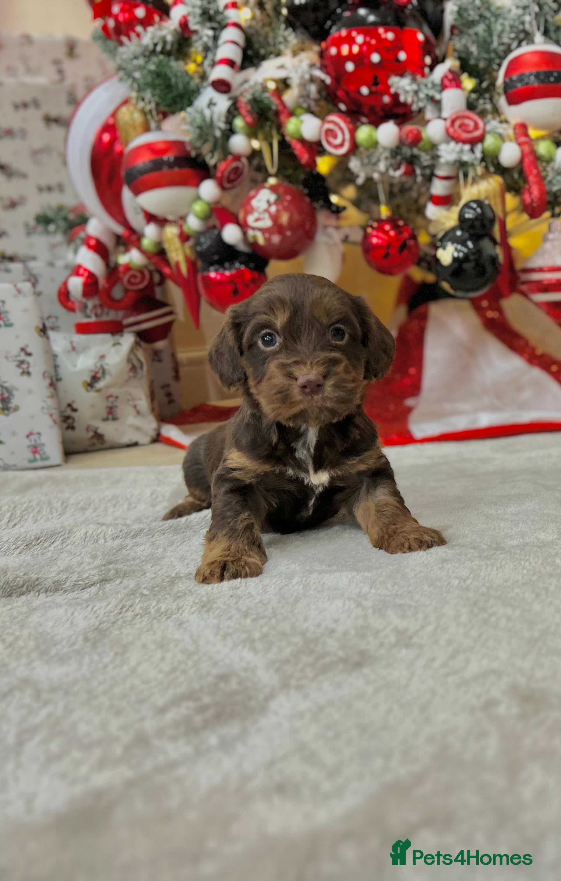 Cockapoo dogs Stunning cockapoo puppies  - Advert 6