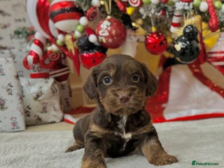 Cockapoo dogs Stunning cockapoo puppies - Advert 6