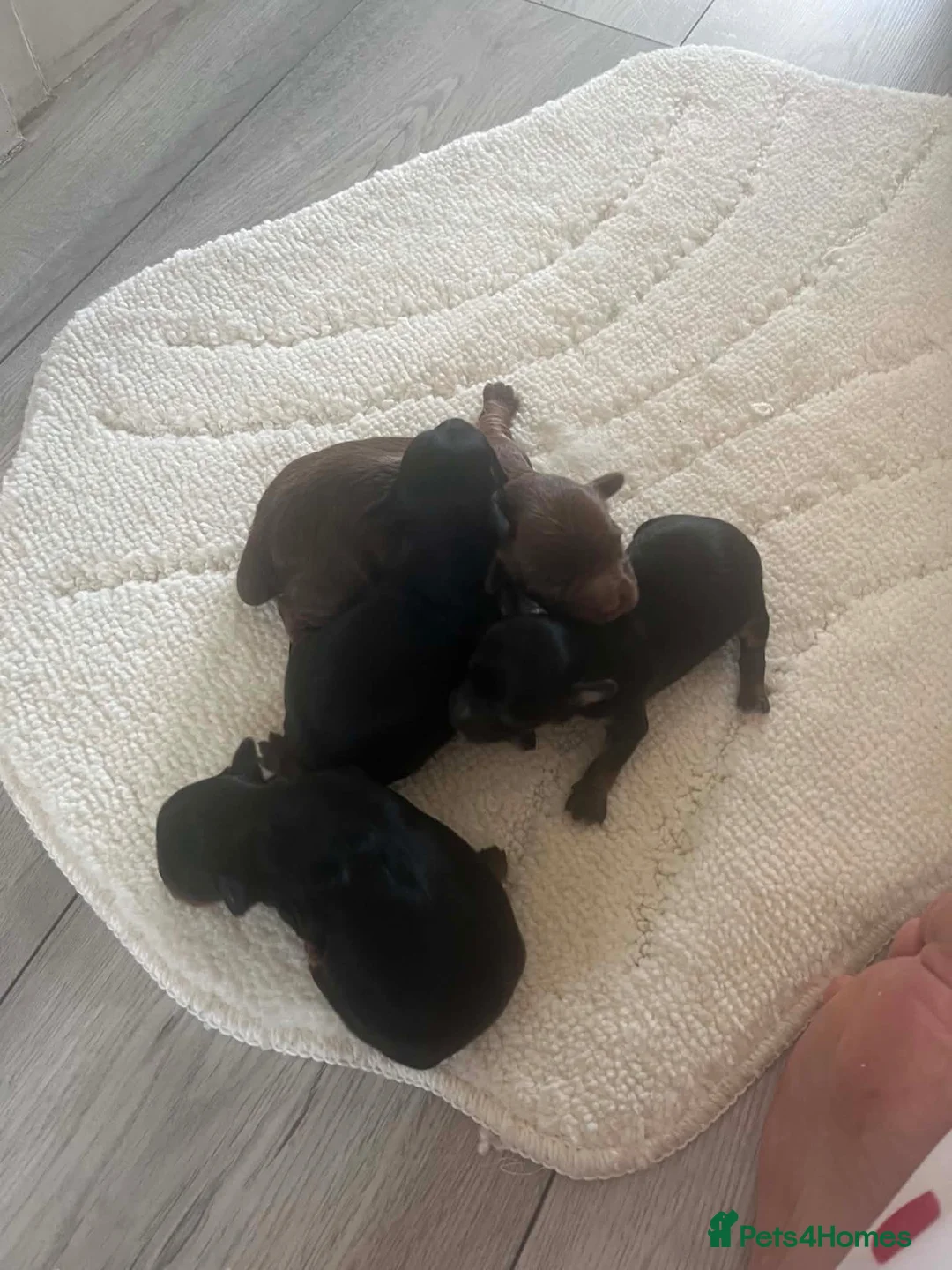 Shihpoo dogs for sale: Shih poo litter beautiful pups  - Advert 8