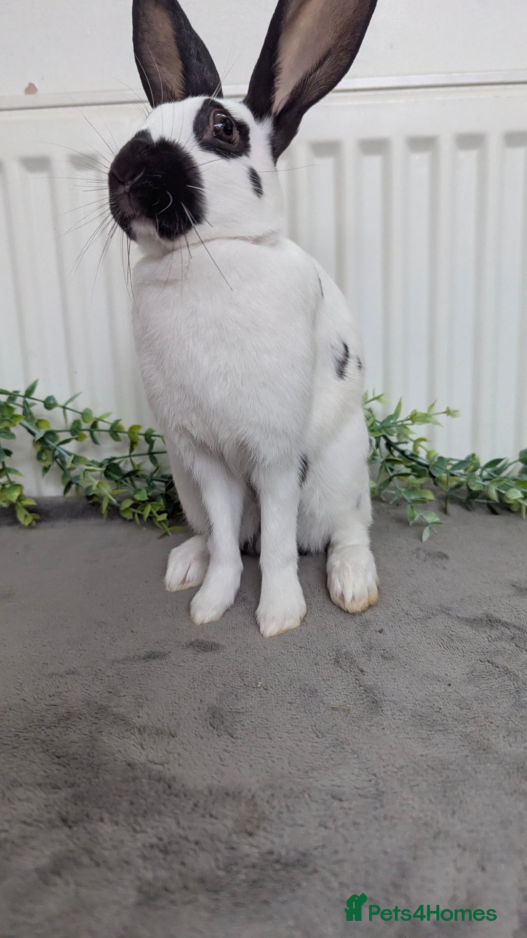 English Spot rabbits for sale: Old English spots ready to go to their new homes  - Image 17