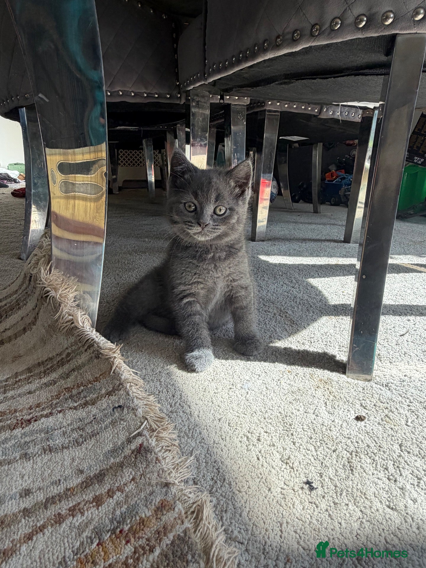 British Shorthair cats British Shorthair Kittens - Advert 3