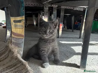 British Shorthair cats British Shorthair Kittens - Advert 3