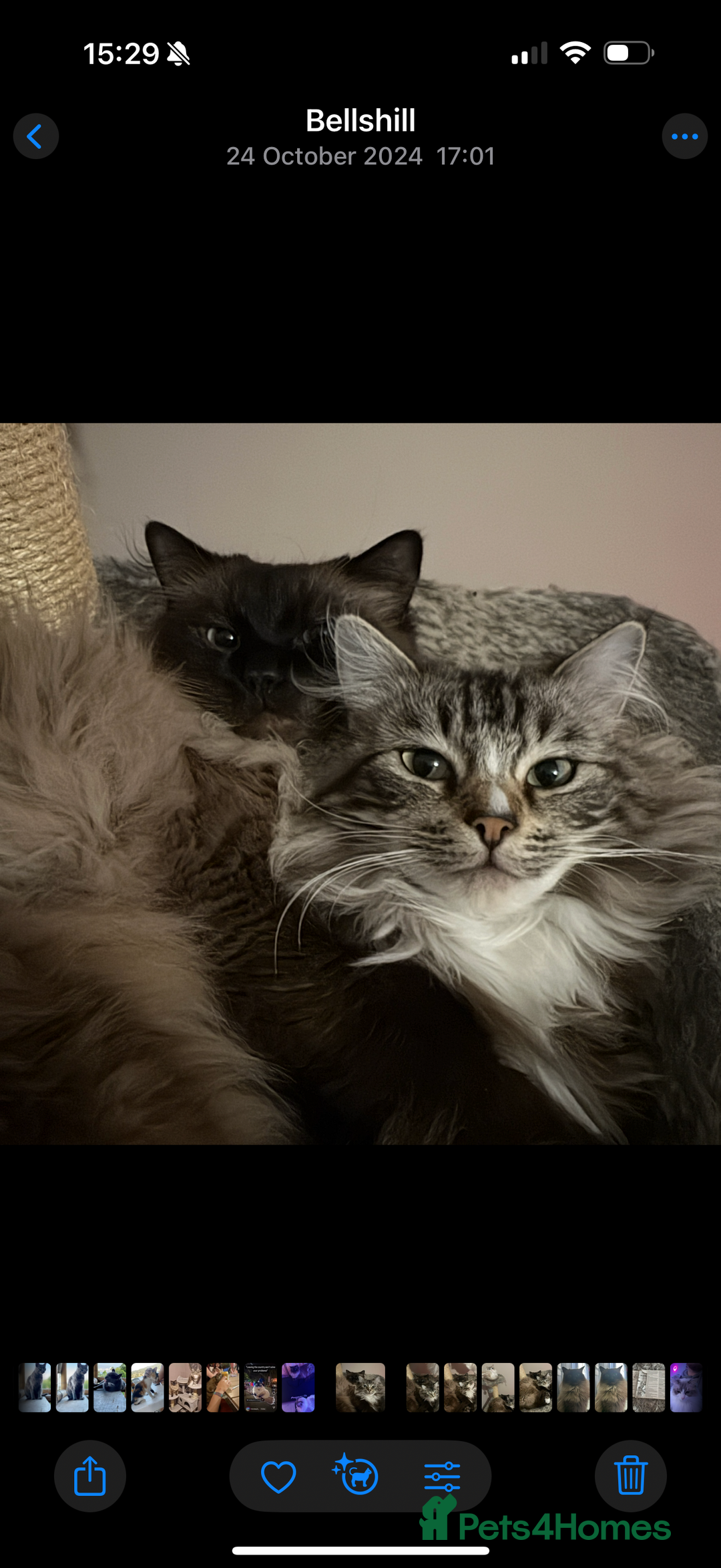 Ragdoll cats for sale: Mink Mother and Daughter pair  - Image 4