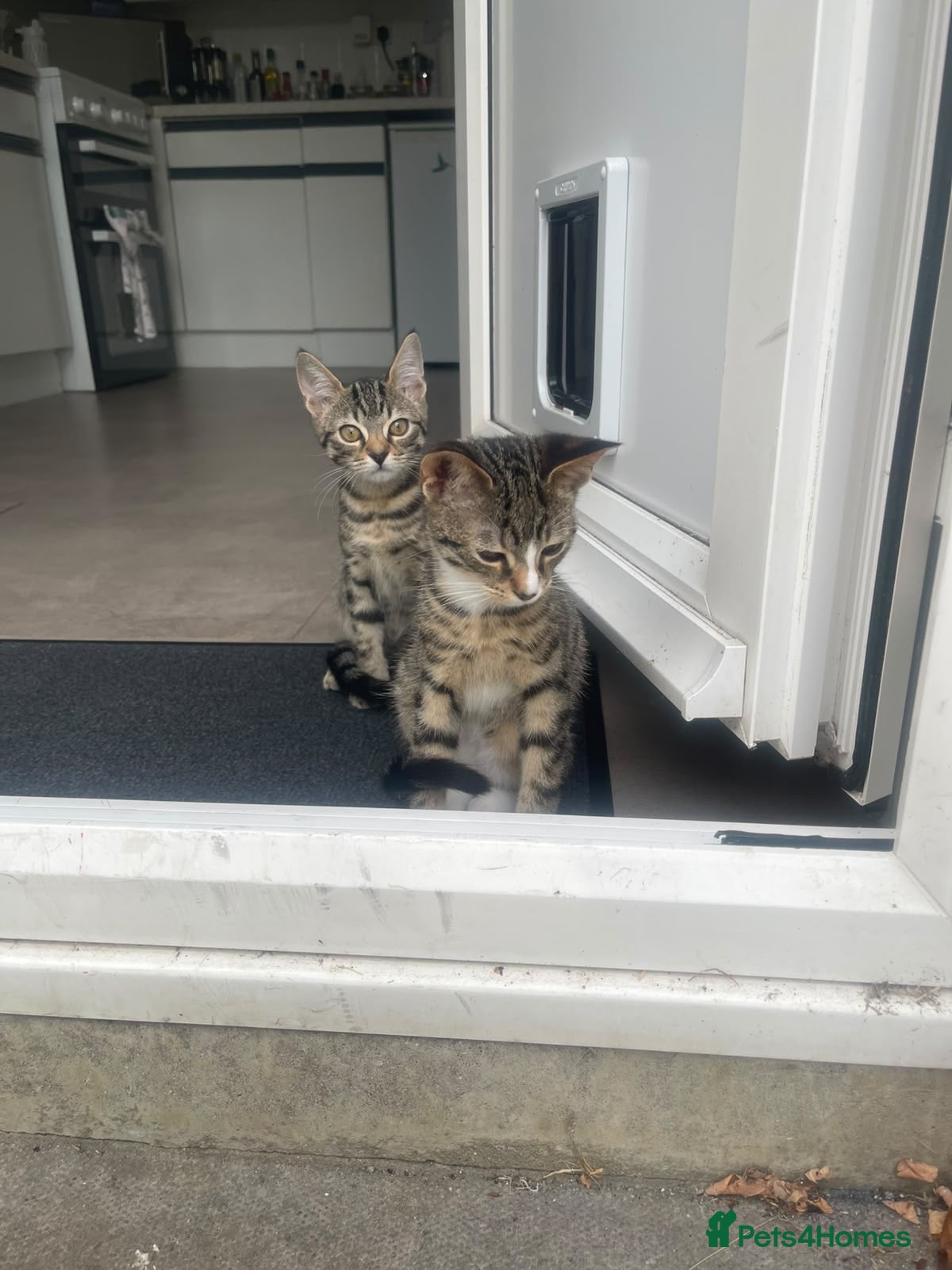 Mixed Breed cats Two Sisters 16 weeks old - Advert 1