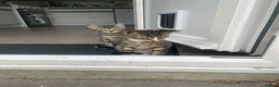 Mixed Breed cats for sale: Two Sisters 16 weeks old - Advert 1