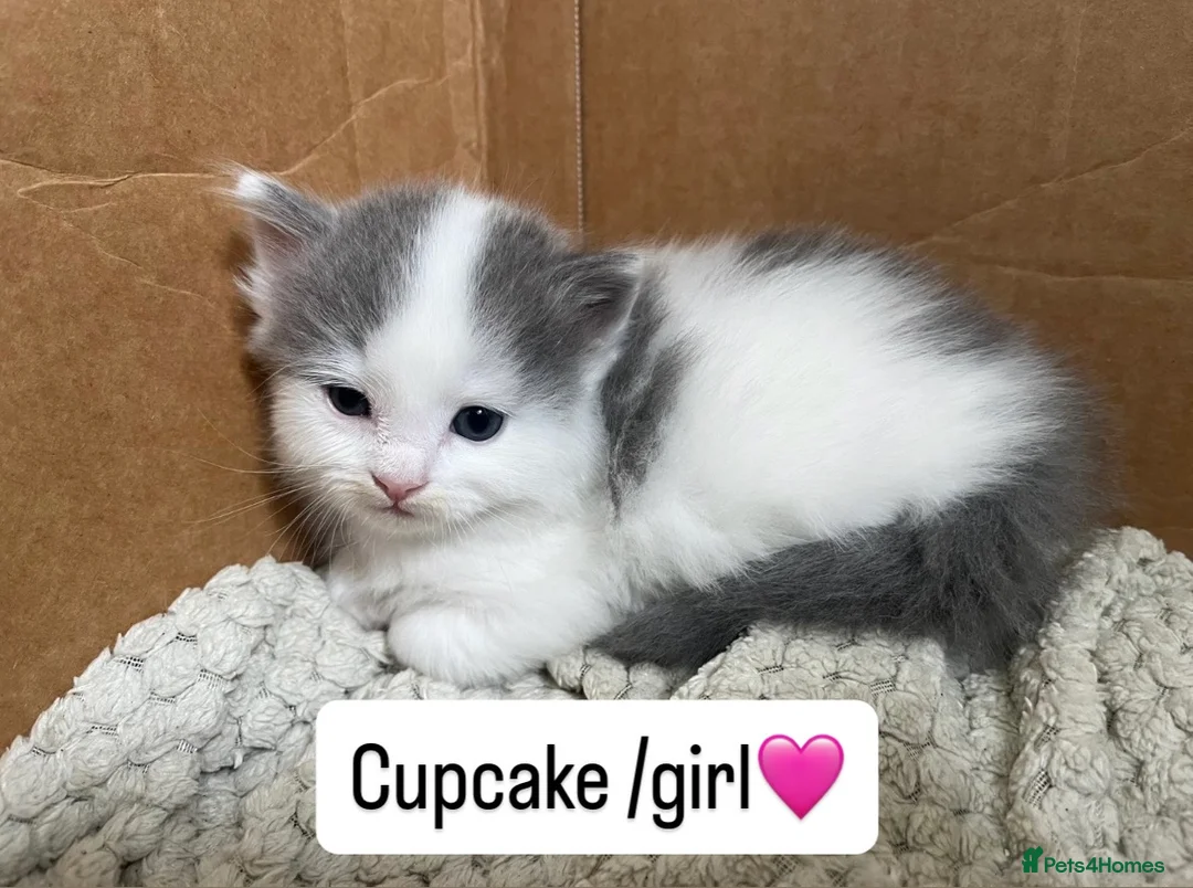 British Shorthair cats for sale: Shorthair beautiful kittens  in Diss - Advert 2