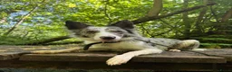 Border Collie dogs for sale: Border Collie Skye (READ DESCRIPTION) - Advert 5