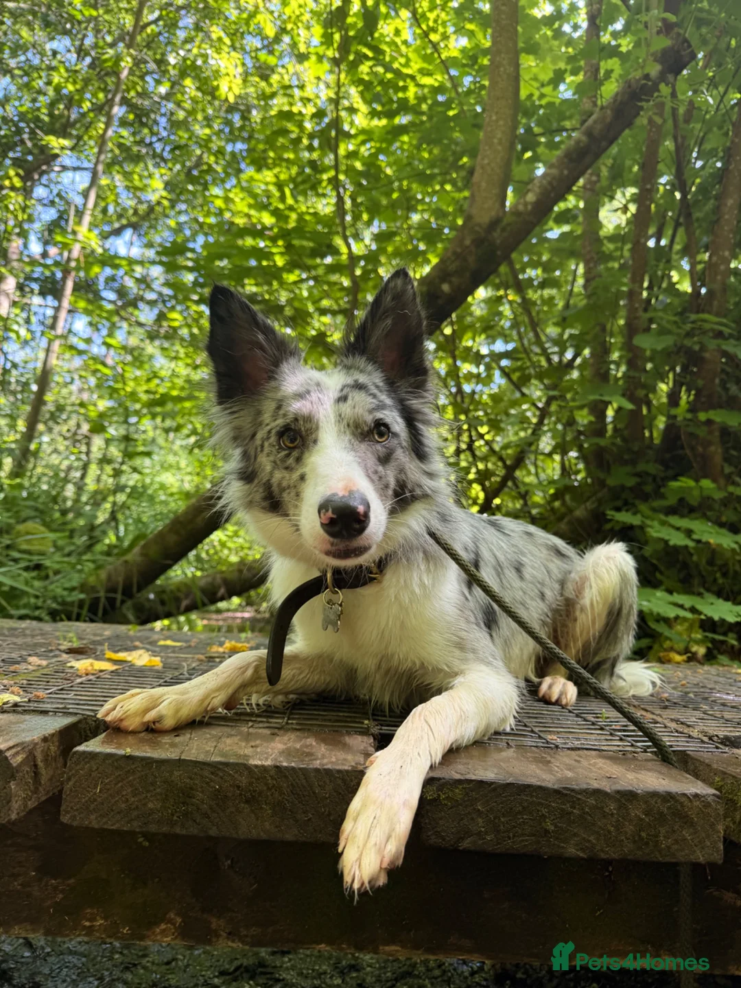 Border Collie dogs for sale: Border Collie Skye (READ DESCRIPTION) - Advert 5