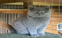 British Shorthair cats for sale: British Shorthair  - Image 4
