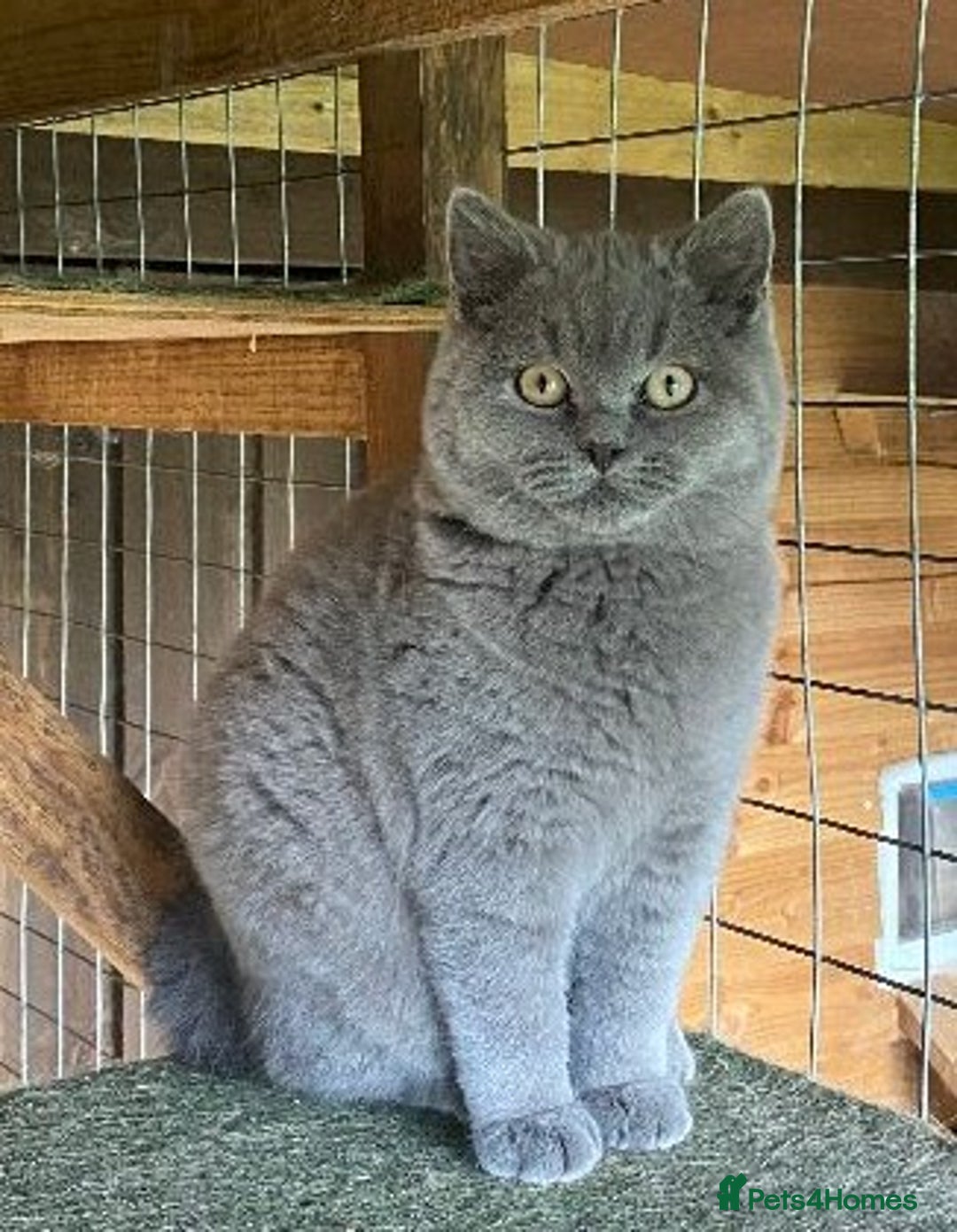 British Shorthair cats for sale: British Shorthair  - Image 4