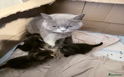 Mixed Breed cats for sale: British shorthair cross kittens - Image 16