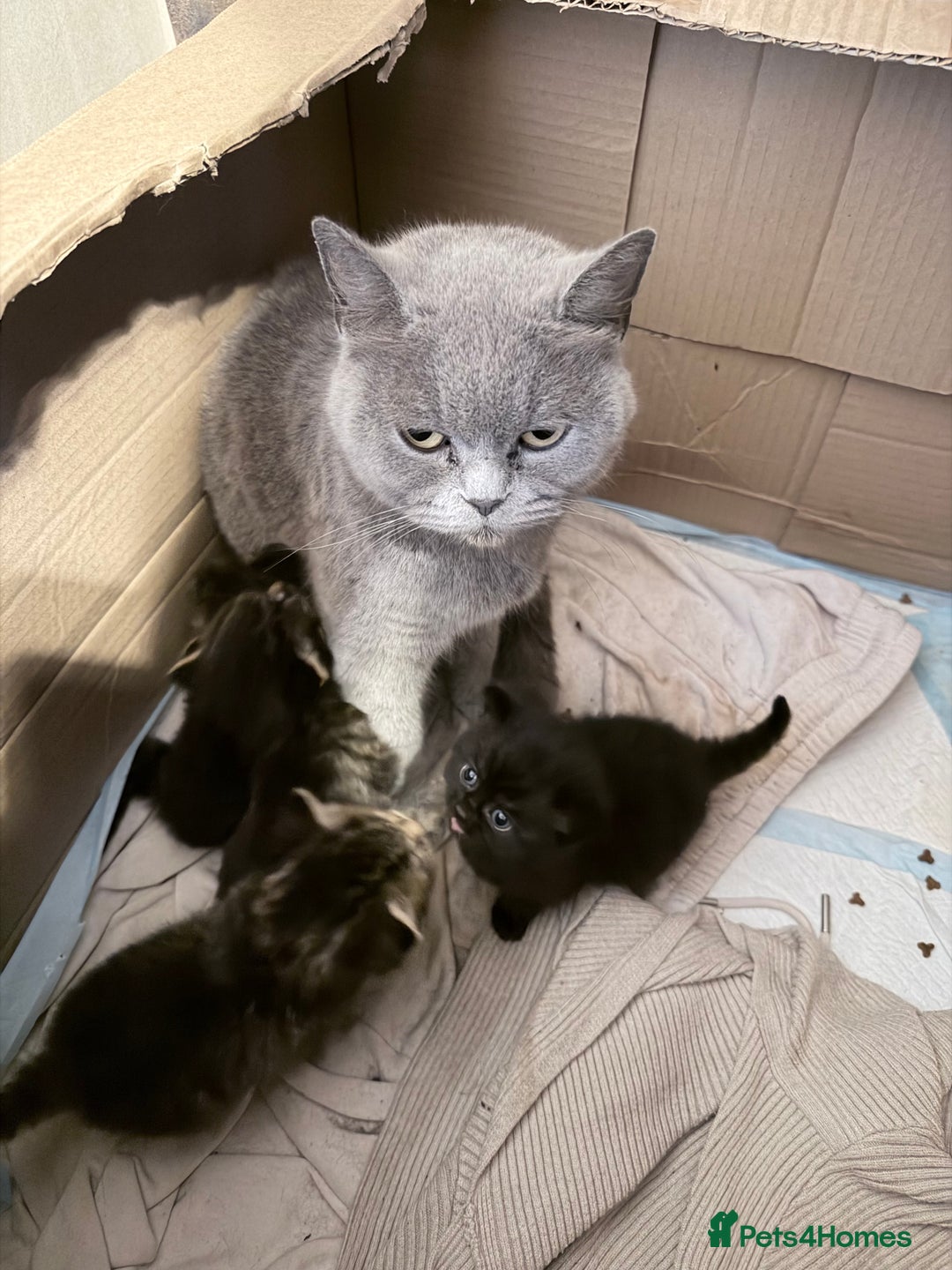Mixed Breed cats for sale: British shorthair cross kittens - Image 16