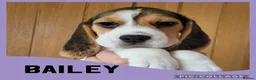 Beagle dogs for sale: BEAGLE PUPPY WAITING LIST  - Advert 4