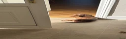 Miniature Dachshund dogs for sale: Beautiful Miniature Dachshund  in Penrith - Advert 5