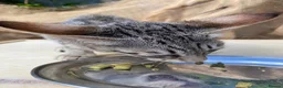 Savannah cats for sale: Savannah PED’G kitten last light bst girl F5SBT - Advert 12