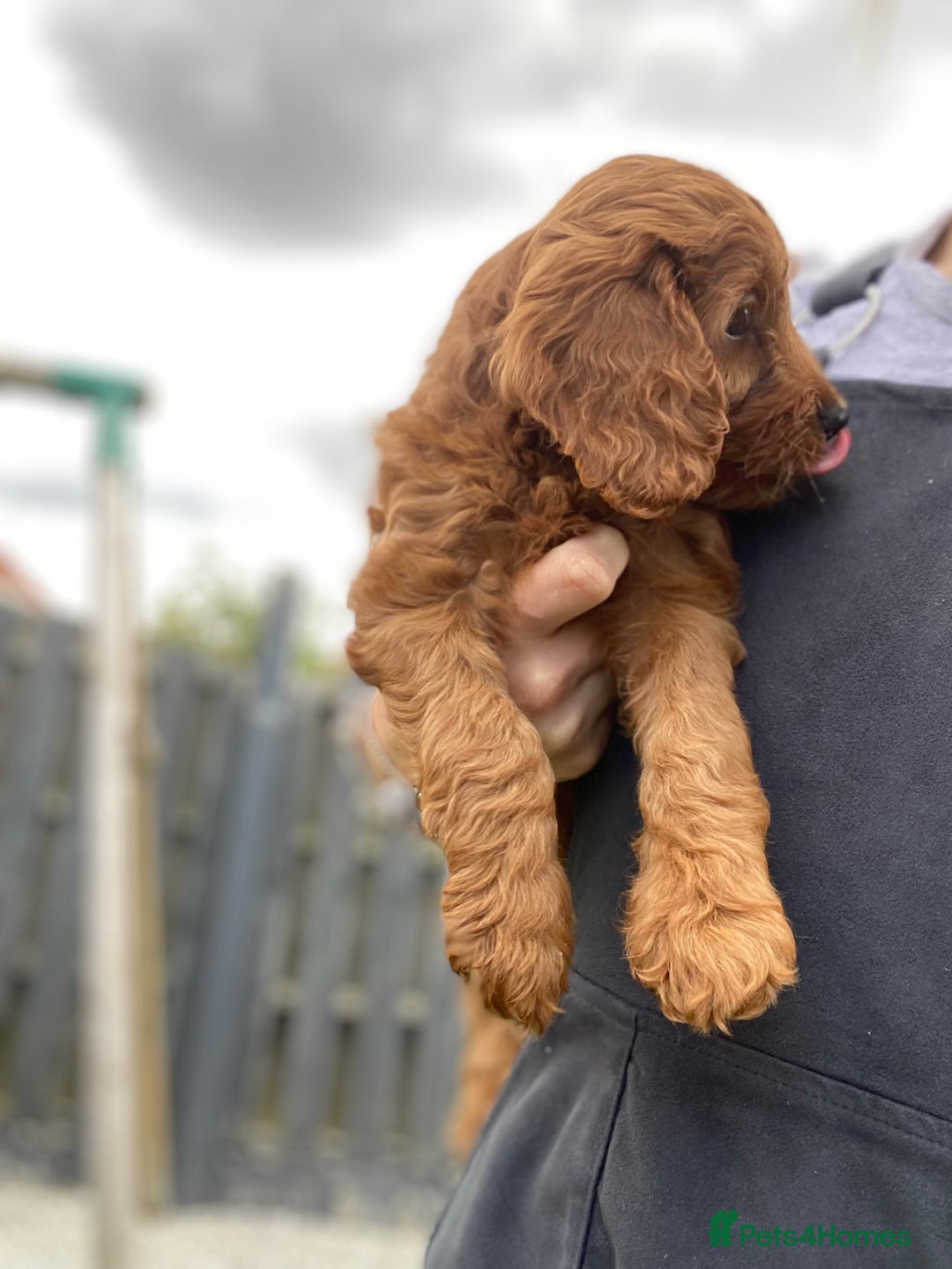 Cockapoo dogs for sale: 3 Cockapoochon puppies available  - Image 5