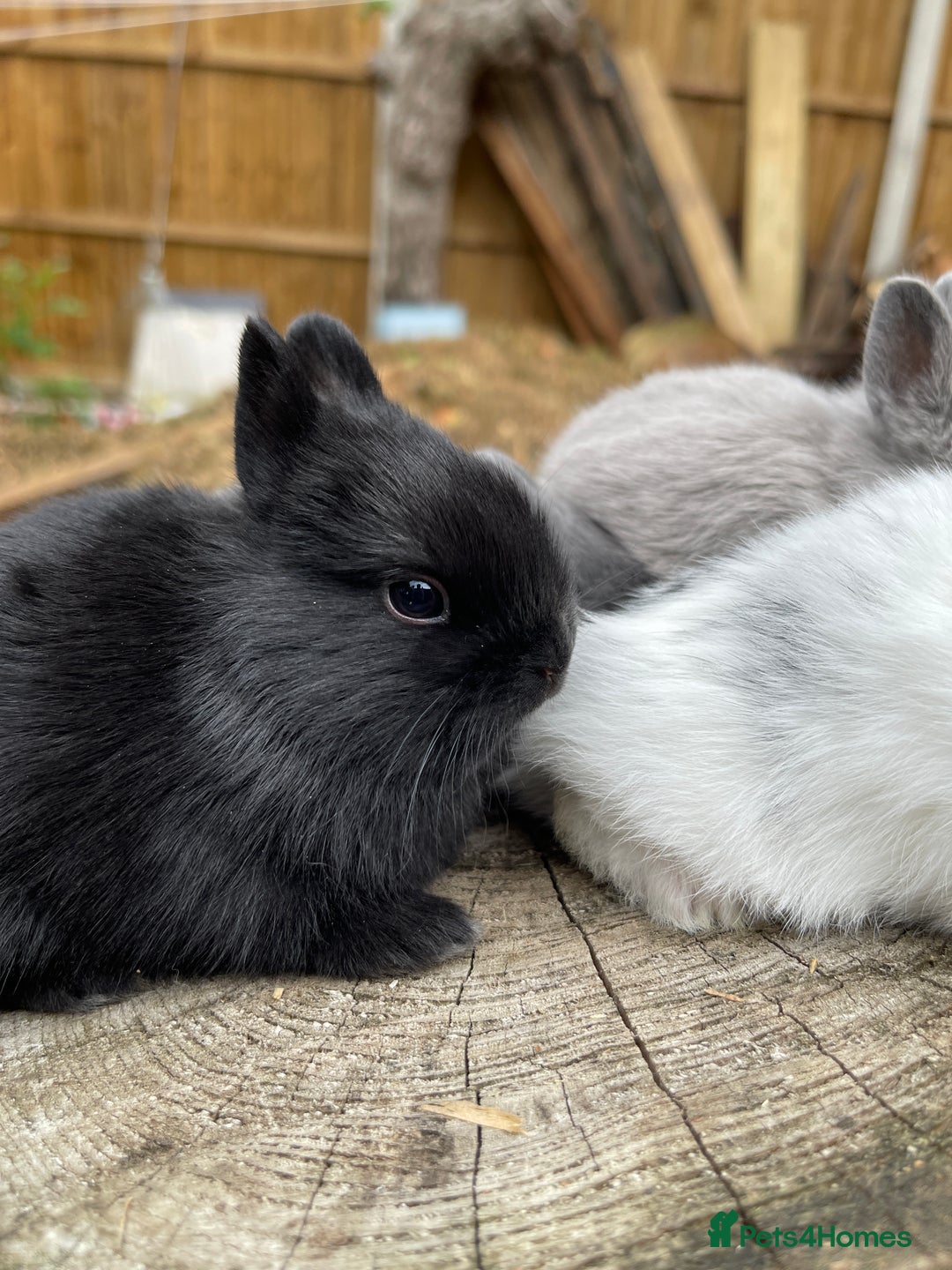 Netherland Dwarf rabbits for sale: Rare Colour purebred Netherland Dwarf  - Image 21