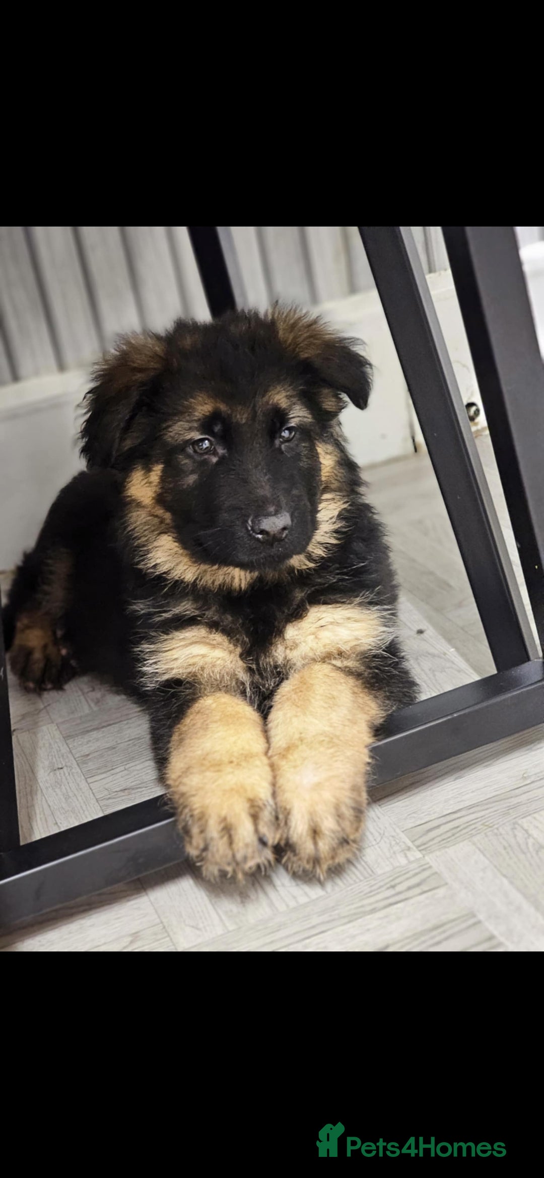 German Shepherd dogs Chunky German shepherd puppies for sale  - Advert 14