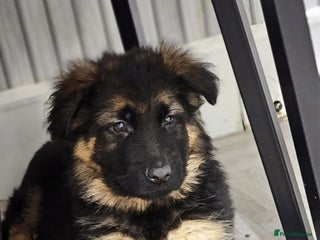 German Shepherd dogs Chunky German shepherd puppies for sale - Advert 18